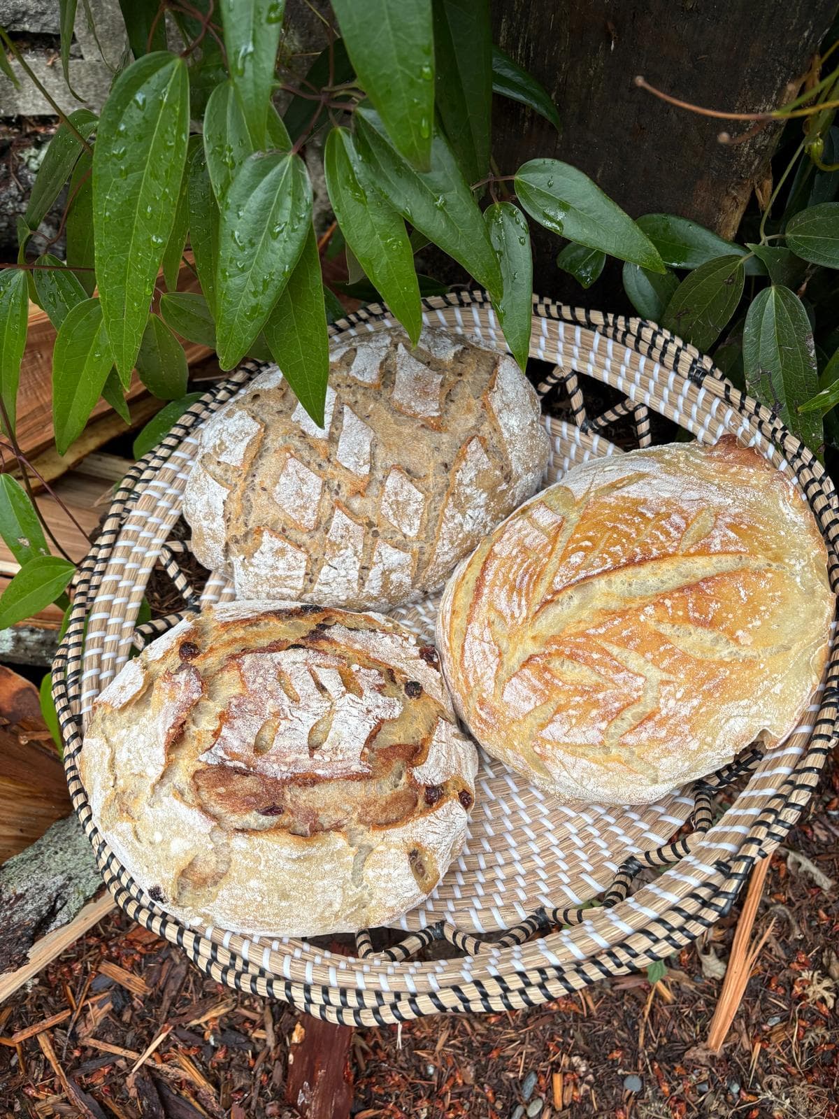 Bread